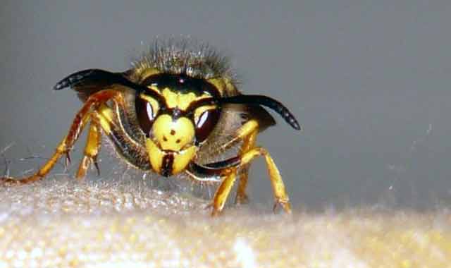 Roumari thana police victims of bee bite রৌমারী থানা পুলিশ মৌমাছির কামড়ের শিকার