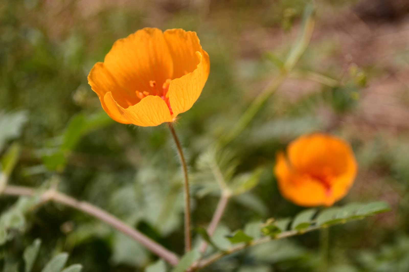 A Small, Sunny Garden Desert Poppies Flowers of Sunshine and Rain