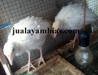 Kalkun White Holland Usia 2 Bulan