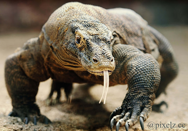 Komodo, Naga Endemik Indonesia Komodo, Naga Endemik Indonesia