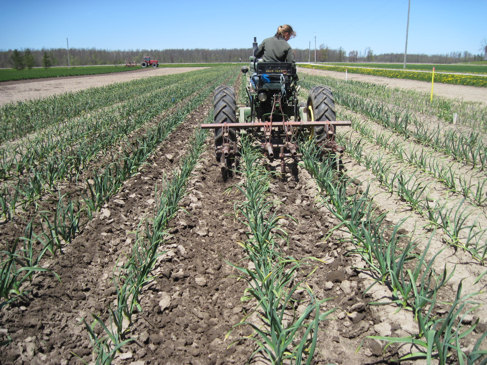 Growing Ontario Garlic Weeds are not Wonderful
