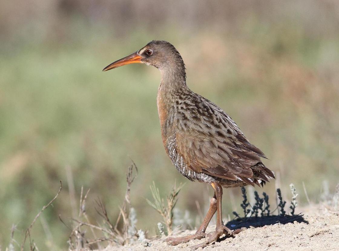 Endangered Rails Jo's Morning Walk: Thankful for Our Beautiful Lagoon