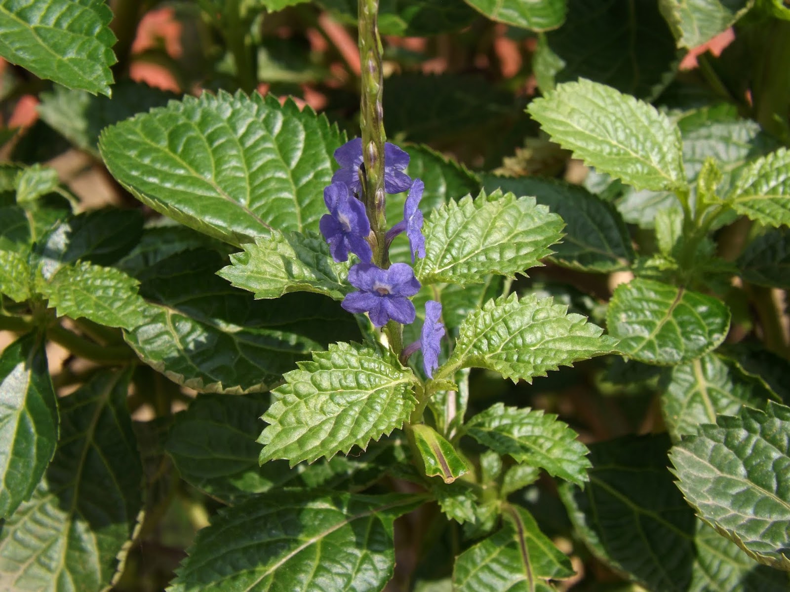 Stachytarpheta urticifolia