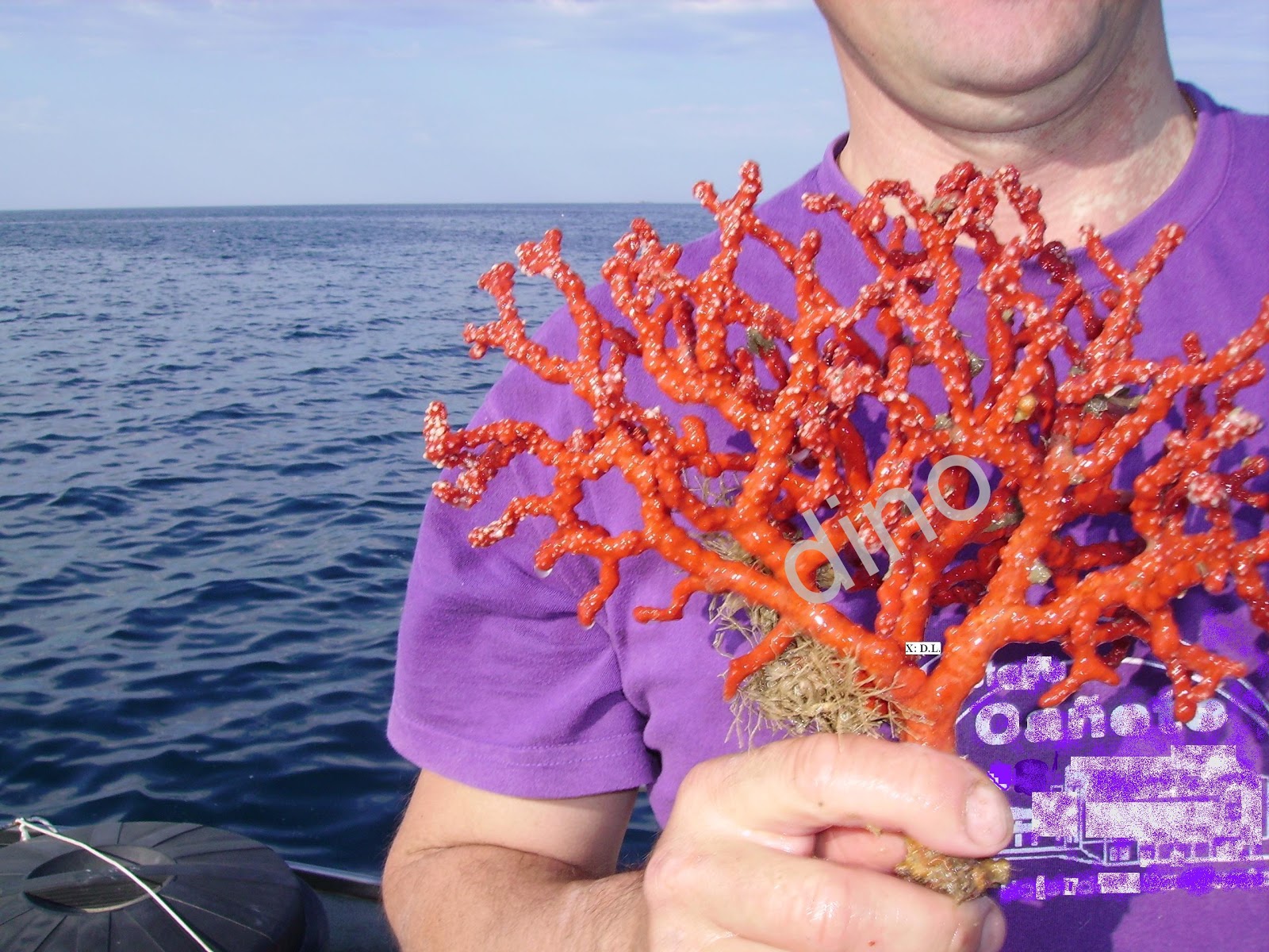 Pesca artesanal del coral rojo, VENTA. Dino L. Red coral FOR SALE.出售