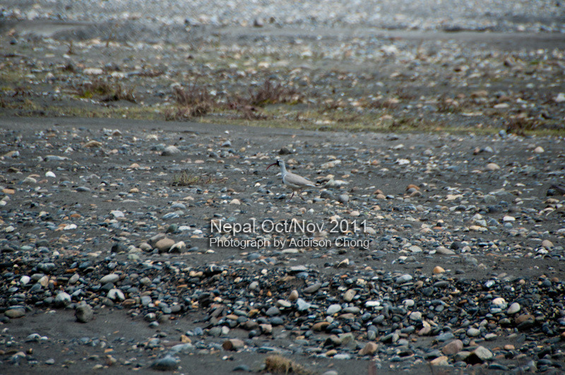 Ibisbill, Kali Gandaki River