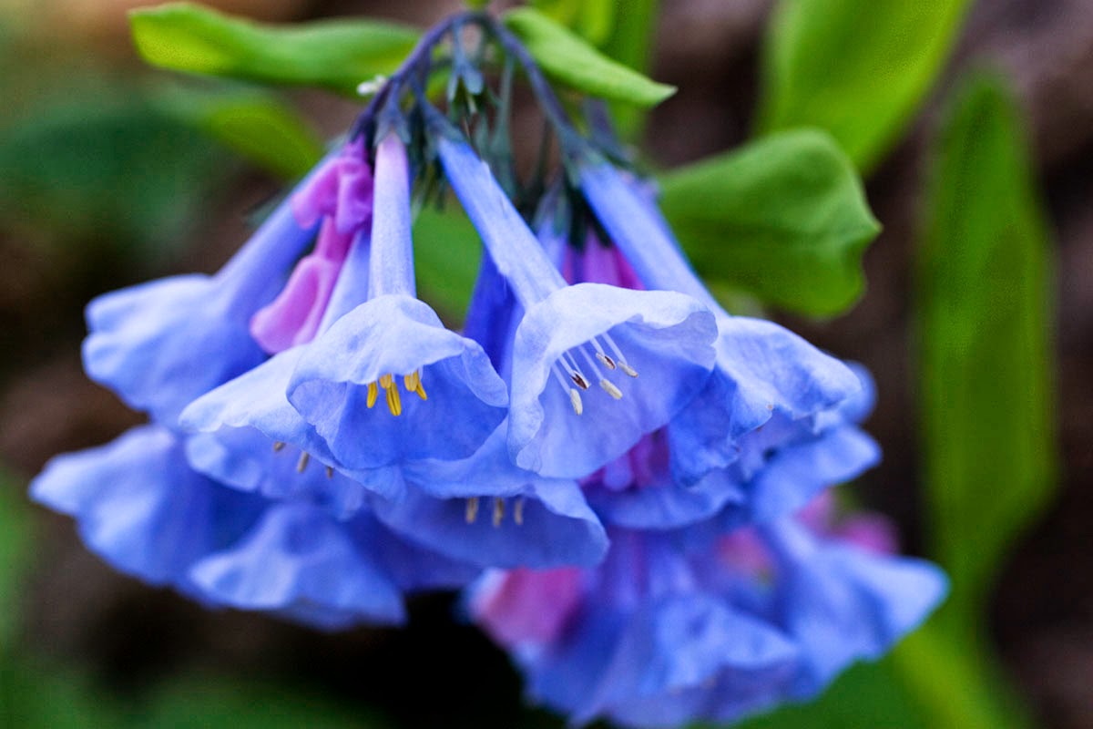 Let's Enjoy The Beauty Blue Bells Flower ( One of the world's most