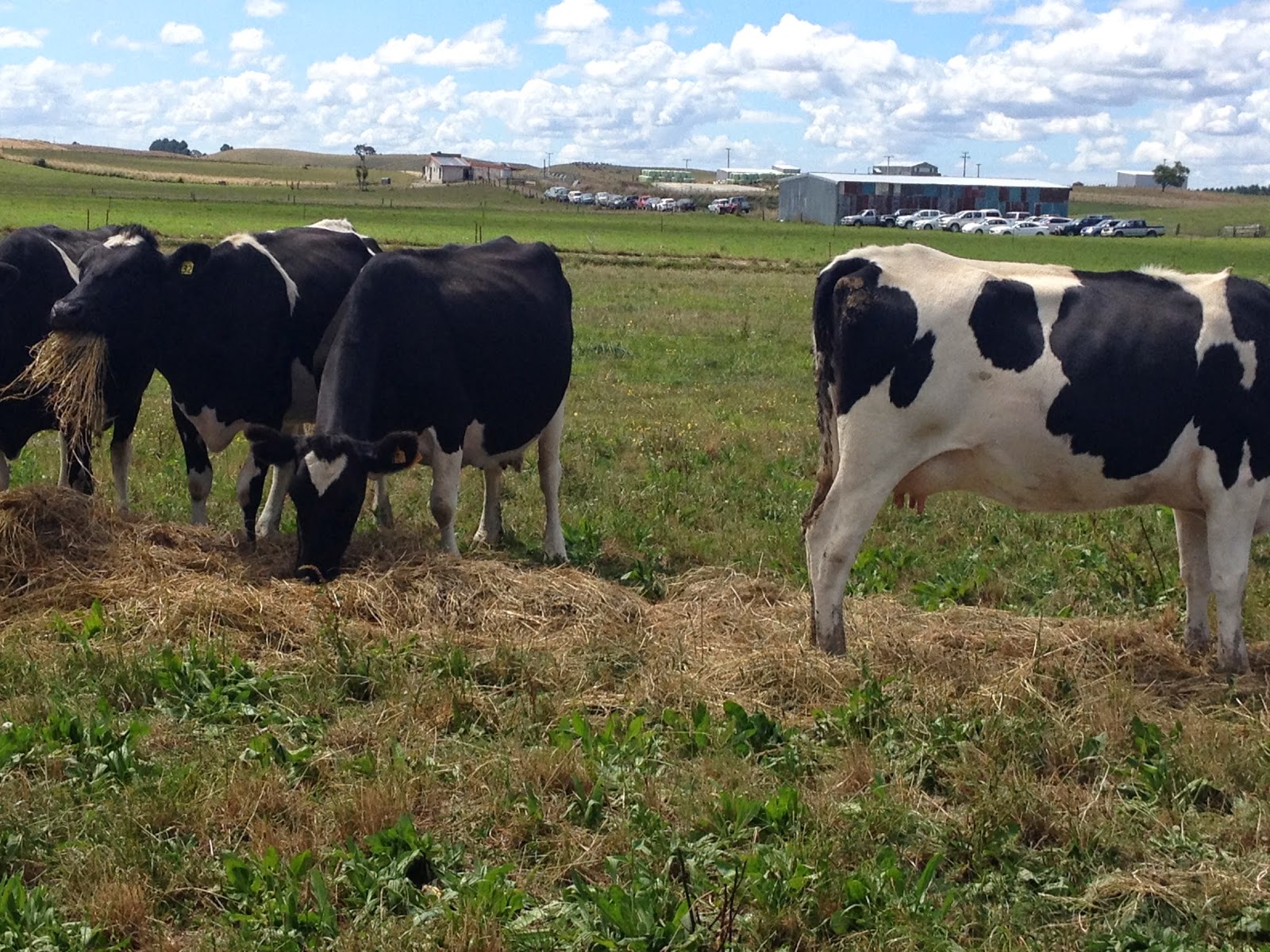 pasture-to-profit-what-is-your-dairy-farm-profit