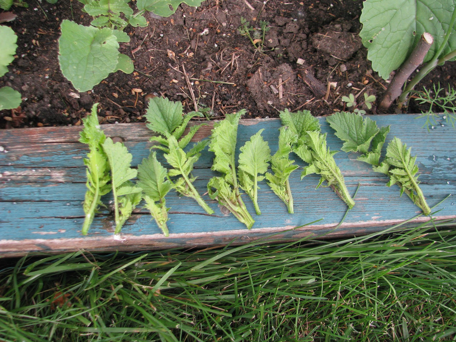 Round Black Spanish Radish Черная редька My experimental plant