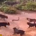 Snake versus canine dog, an epic battle! Who won?