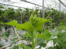 cucumbers greenhouse pruning growing head mini project strings