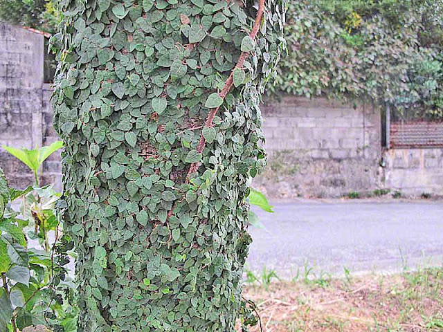 Climbing Fig growing on a tree