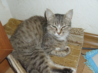 Зая Кошка лежит фото