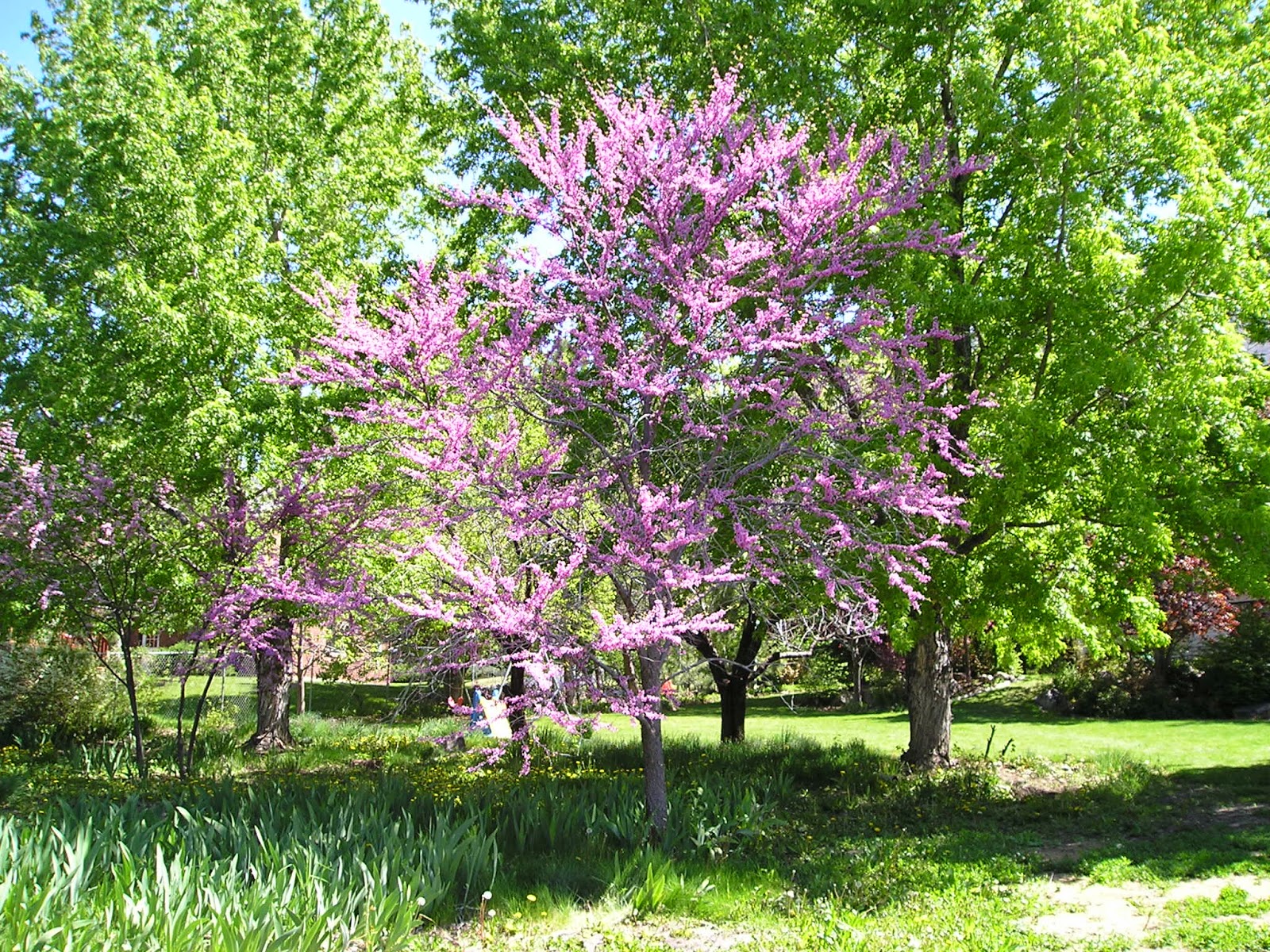 Elsie Park: Springtime at the Park Place