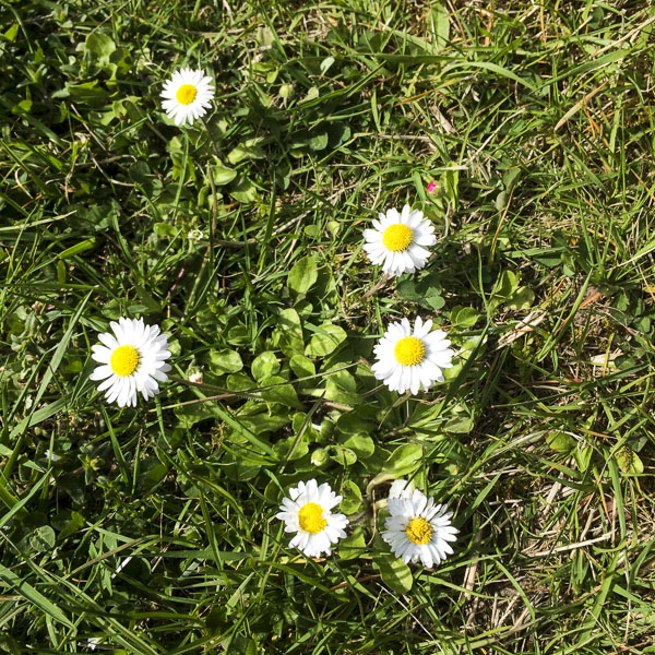 blomma blomma