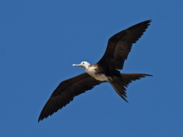 Magnificent Frigatebird Magnificent Frigatebird