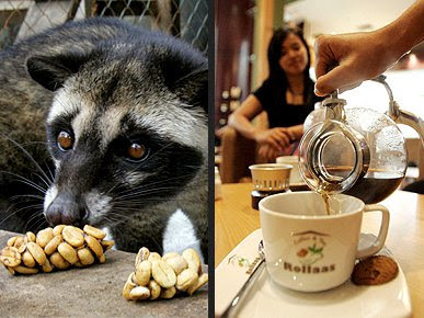 Kopi Termahal di Indonesia dan Dunia Kopi Termahal di Indonesia dan Dunia