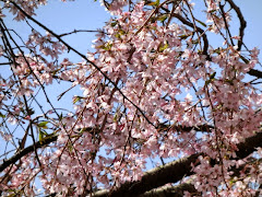 龍隠庵の枝垂れ桜