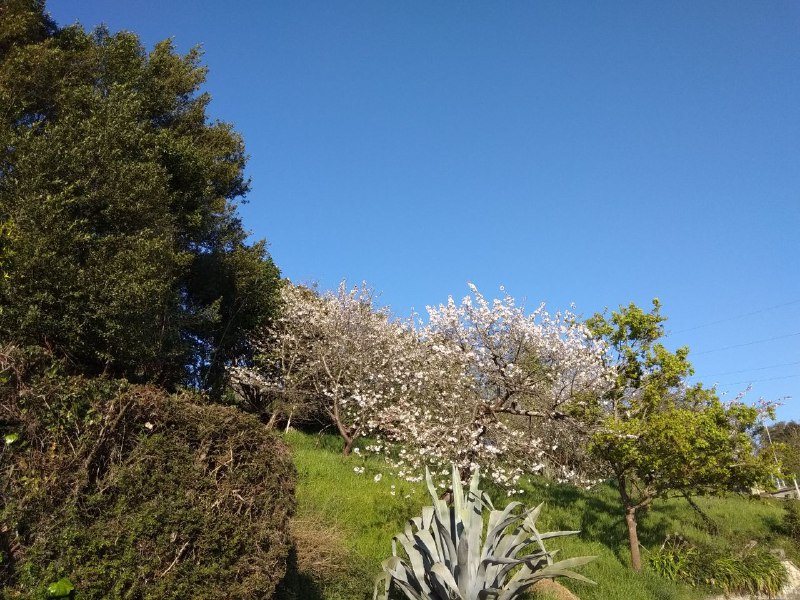primavera-asturias-manzanos-en-flor