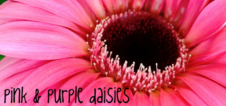 pink and purple daisies