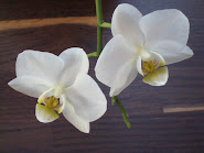 En annan favorit Vit Phalaenopsis