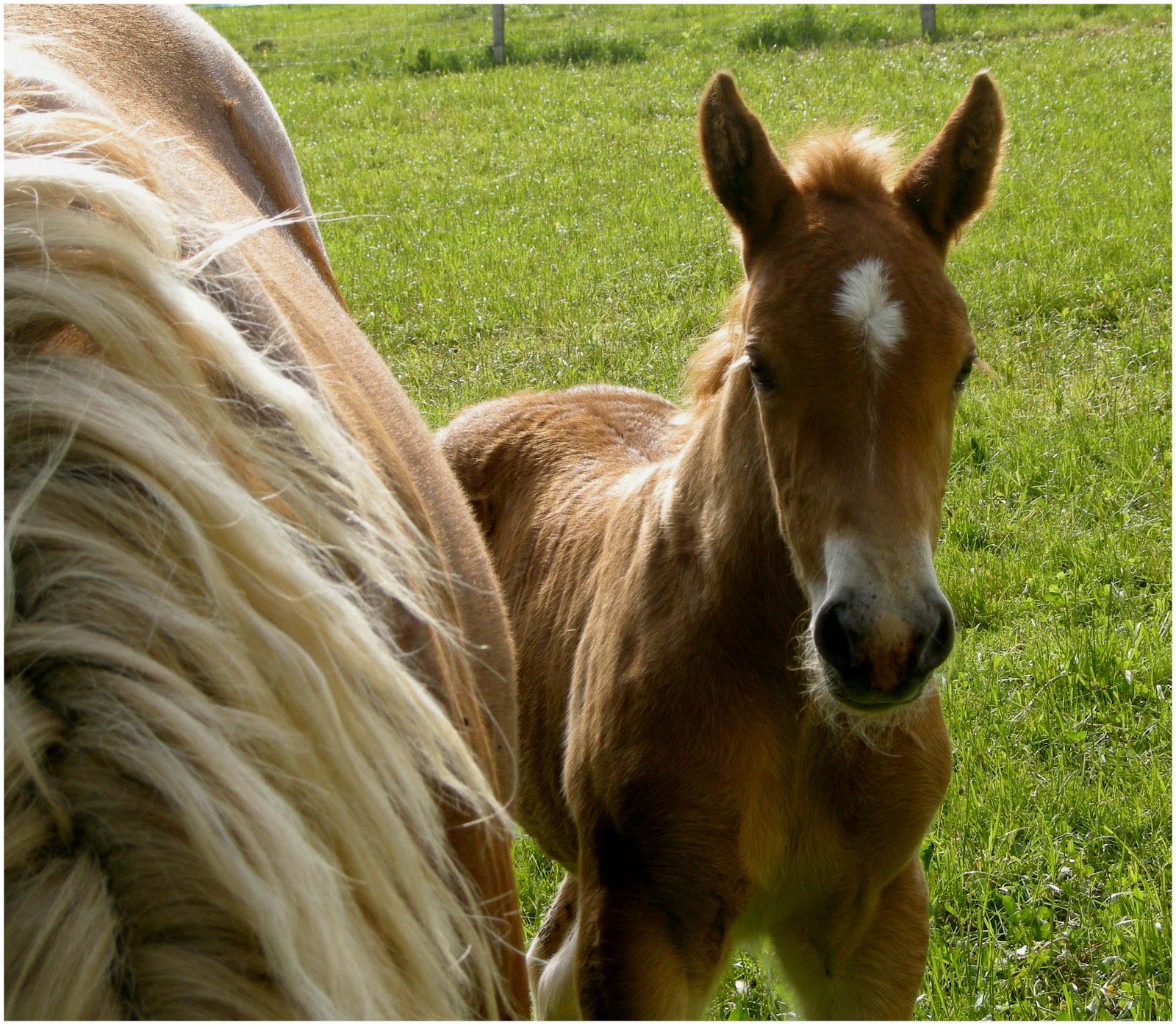 DÉFIFOTO Petit cheval
