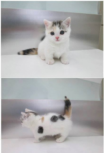 Ini Dia Keimutan Kucing Berkaki Pendek, Simak Ulasannya! Ini Dia Keimutan Kucing Berkaki Pendek, Simak Ulasannya!