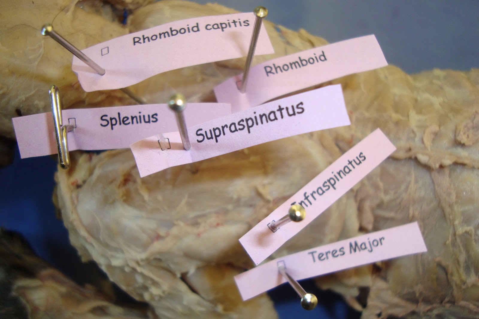 Cat Muscle Dissection Pictures Labeled