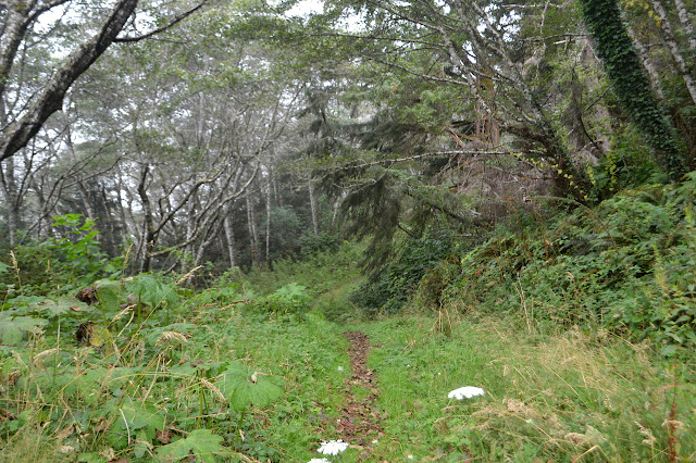 thin trail in undergrowth