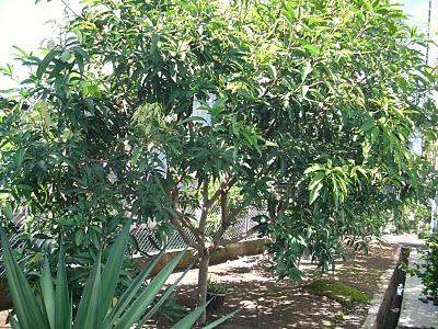 Wacanaku Buah Yang Agak Mencarut...