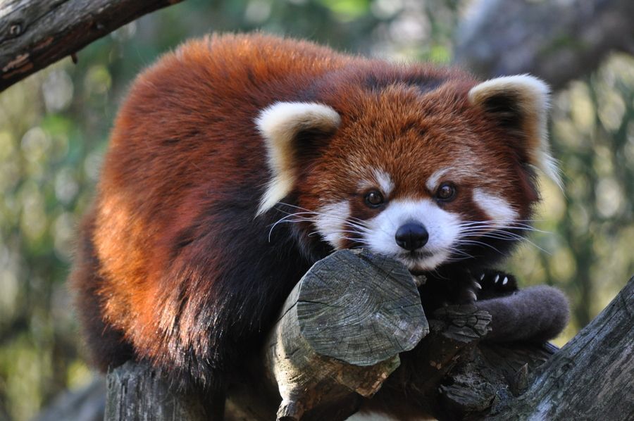 23. Red Panda by mbroz