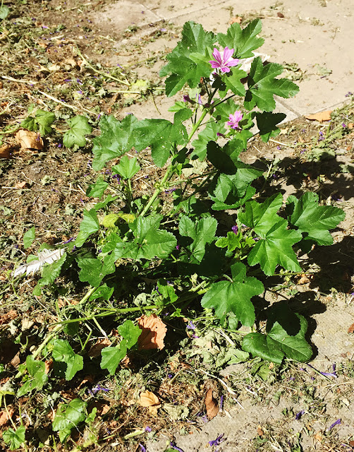 Common Mallow, Malva sylvestris. Outside Crowborough library, 8 July 2017. Common Mallow, Malva sylvestris. Outside Crowborough library, 8 July 2017.