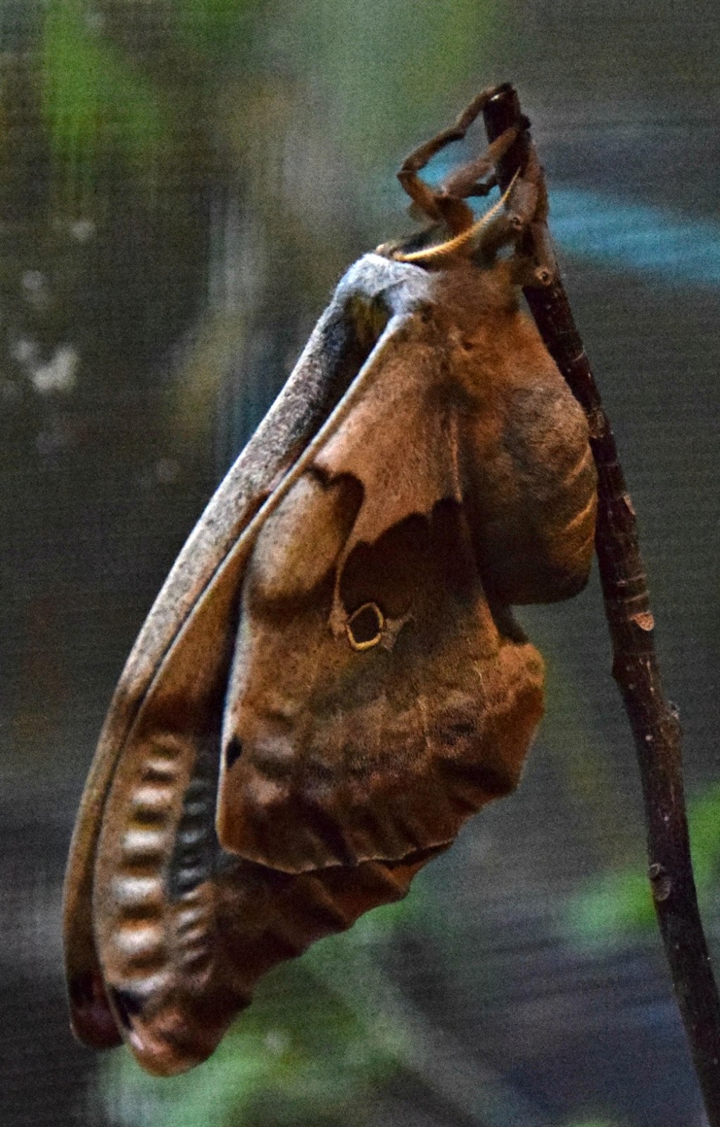 Common Moths Of Georgia