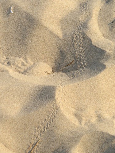 grasshopper tracks in sand