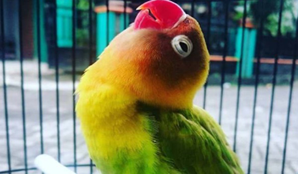 melatih burung lovebird