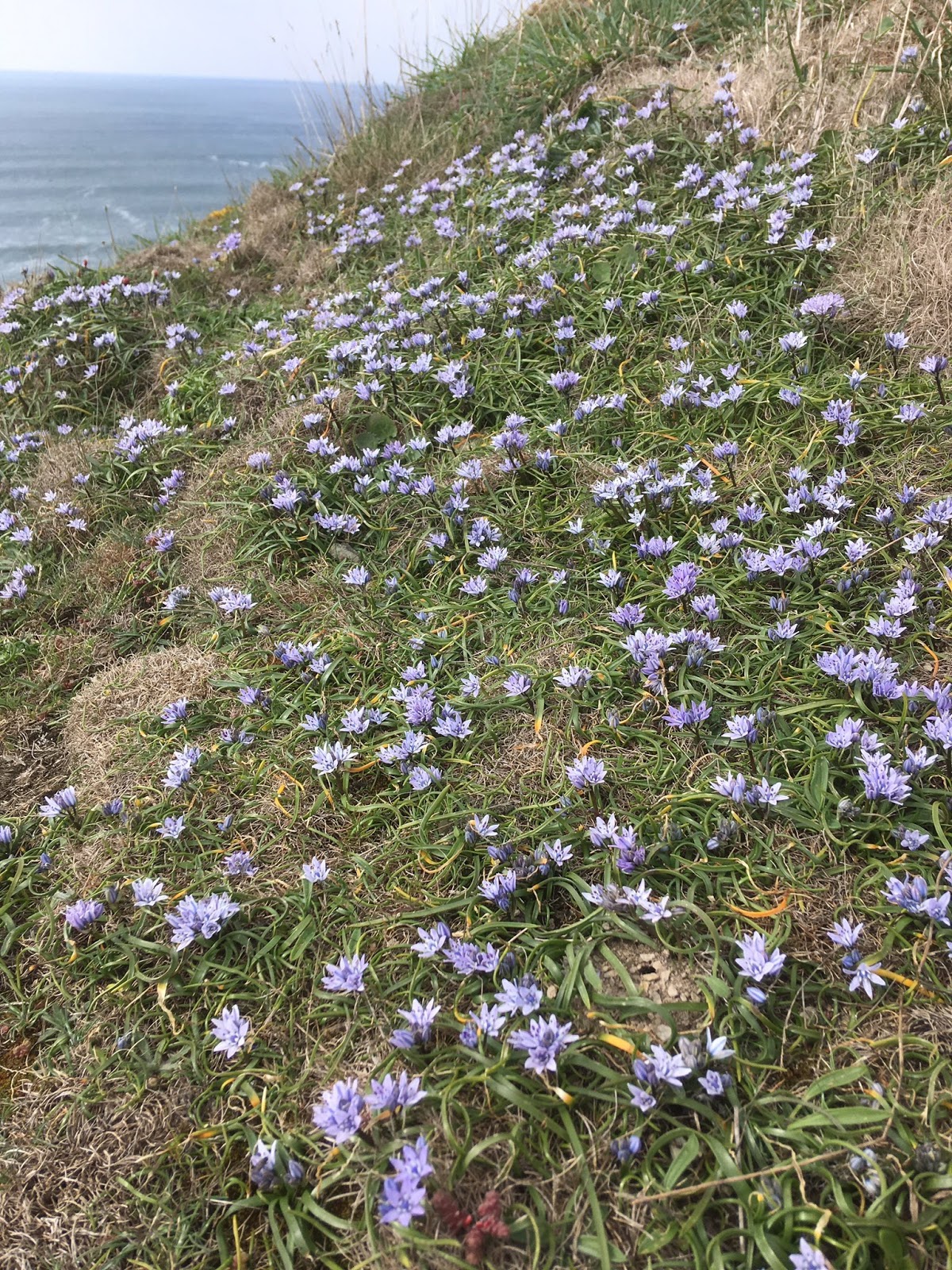 Spring Squill Spectacular*