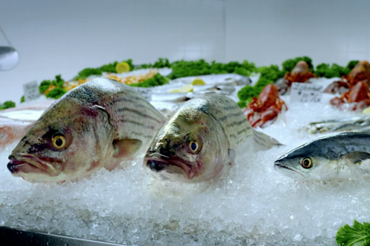 Mackerel Ice Fish Information Highlight Mackerel Fish Frozen, Frozen