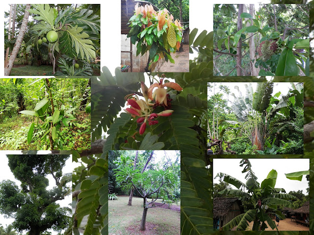 Sfagno Del Madagascar 5 Litri - Substrato Per Idrocoltura E Coltivazione Piante - Foto 3