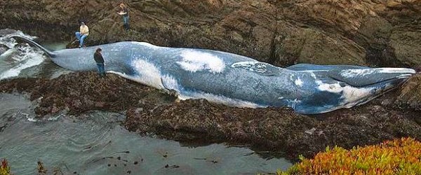 الحوت الأزرق - أكبر كائن على الكرة الأرضية