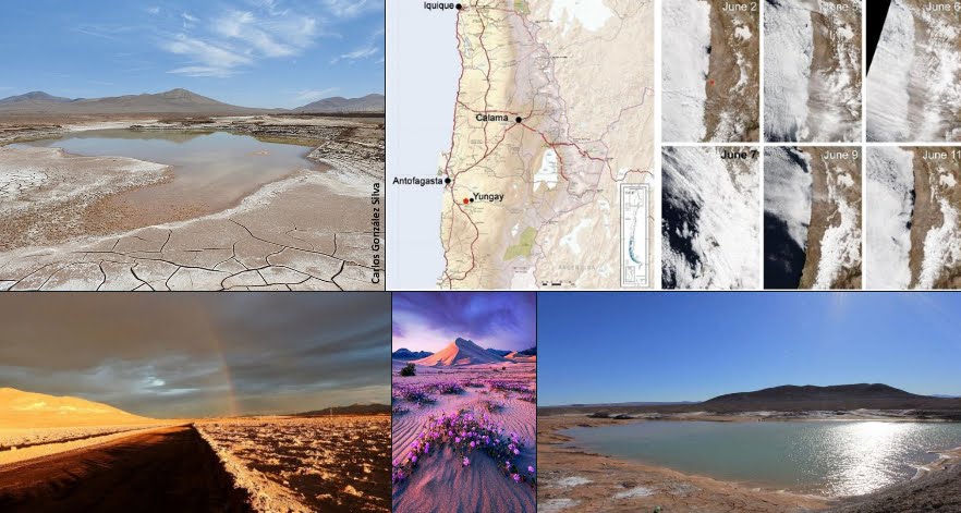 La prima pioggia nel Deserto di Atacama dopo 500 anni.