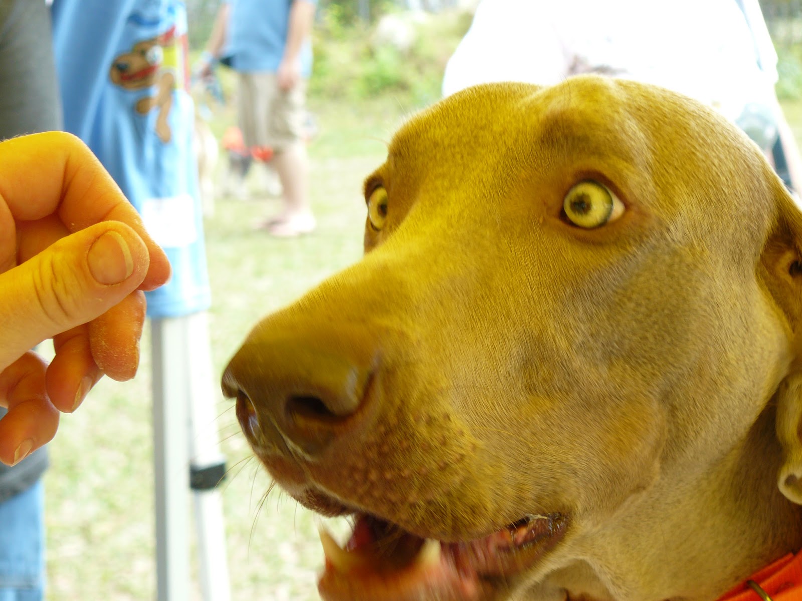 Mutts and Pups Dog Show
