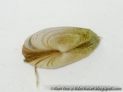 Corbula crassa Corbula crassa