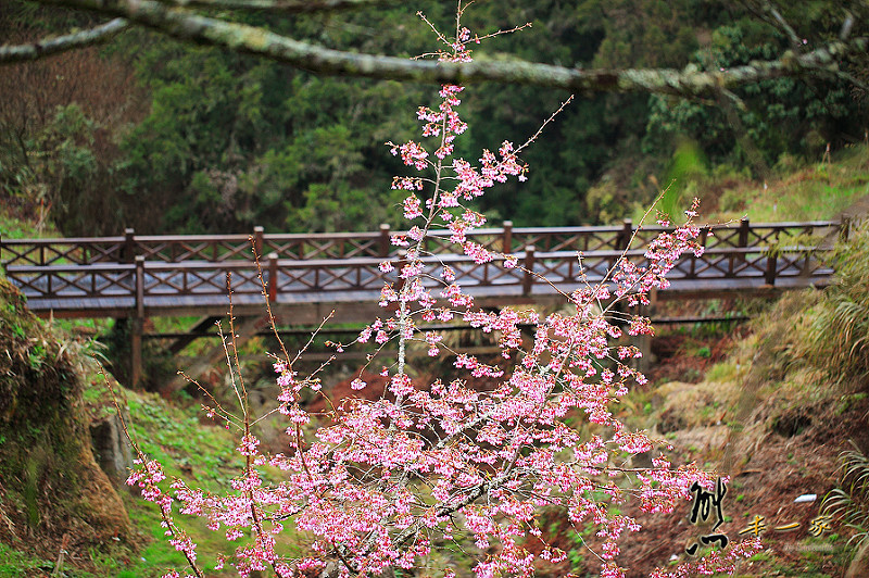 沼平車站|沼平公園櫻花季|嘉義阿里山國家森林遊樂區景點|阿里山櫻花季