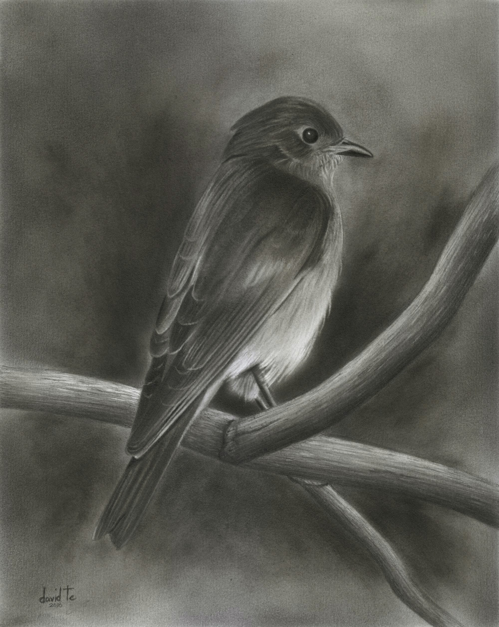 Pencil Sketch Drawing Of Birds