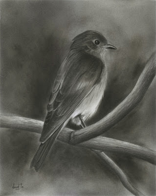 Pencil Drawings by David Te: Blue Bird
