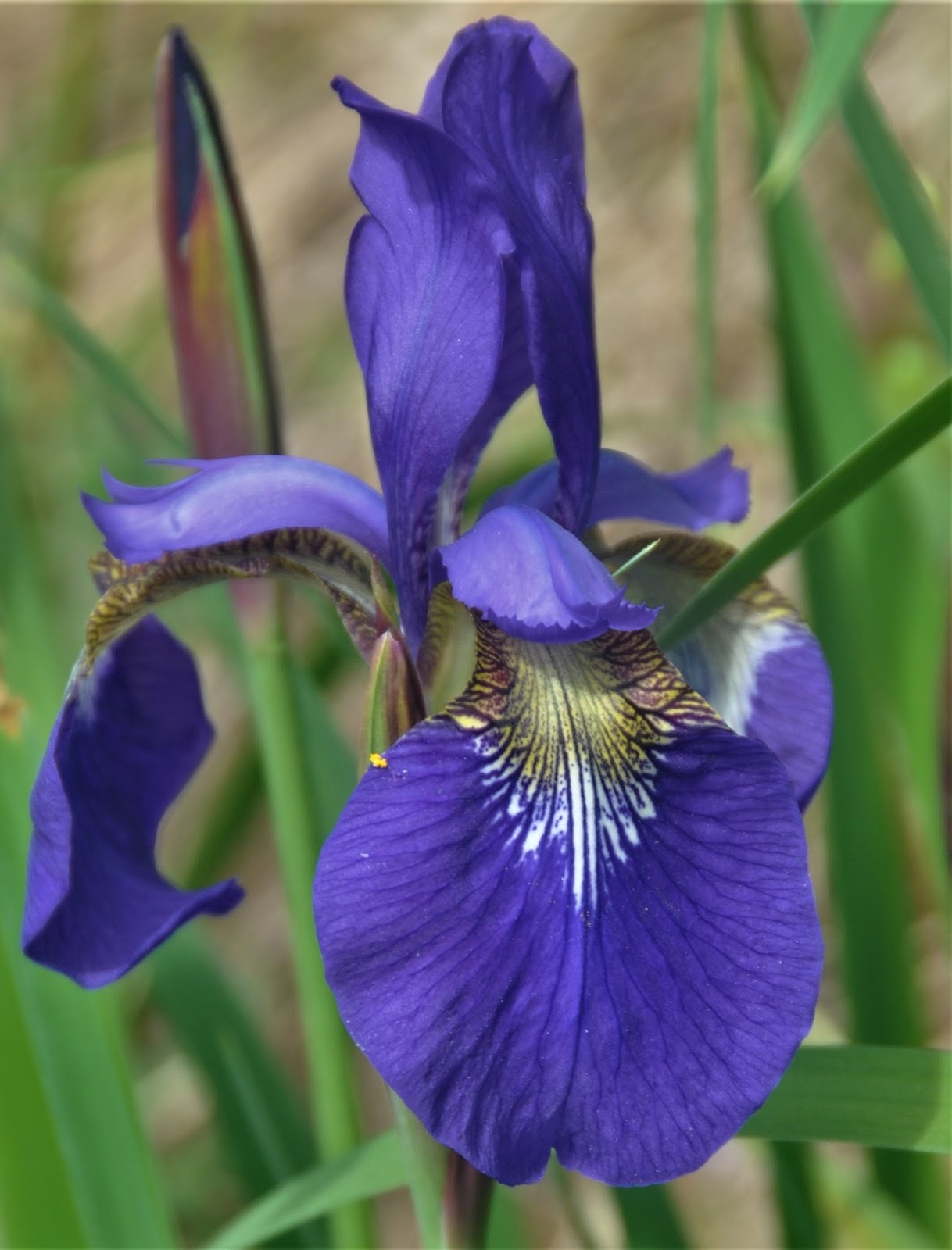 Vicki Lane Mysteries Siberian Iris