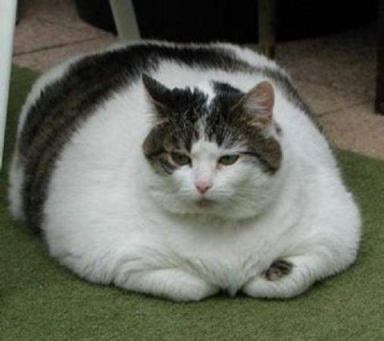 Fat Cat or big Cat with white color