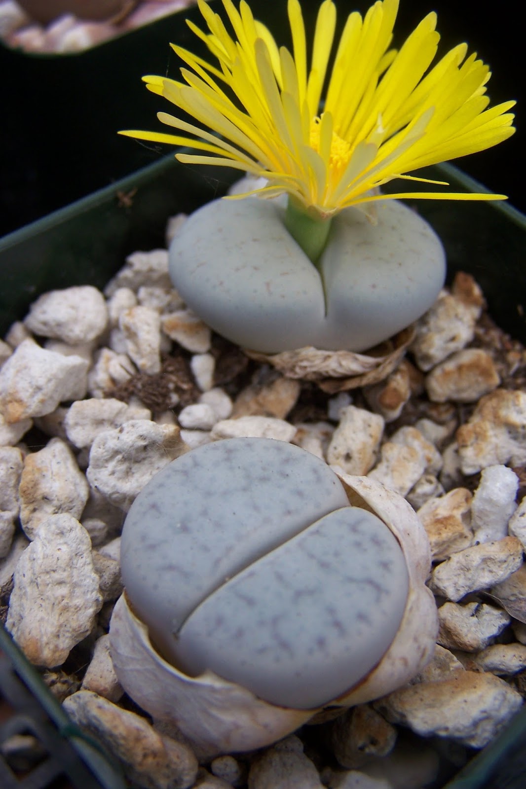 литопсы описание. литопсы описание. литопс живые камни. цветущие камни литопсы. литопсы кельты.