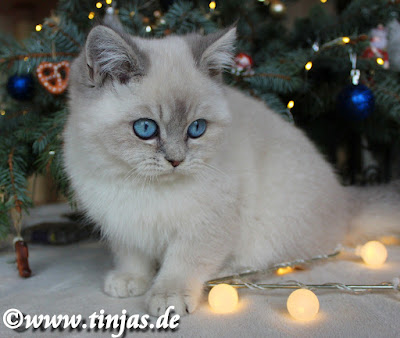 suesses Britisch Kurzhaar baby BKH Kitten 2016 Tinjas