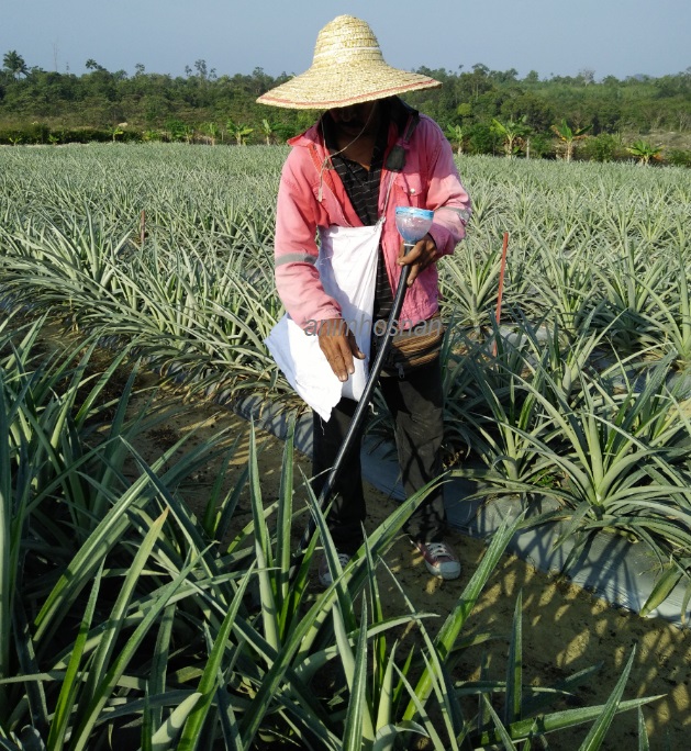 Anim Agro Technology: TEKNIK MEMBAJA NANAS DI TANAH MINERAL