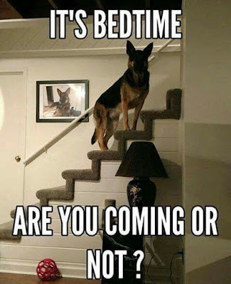 Funny dog pictures : Its bed time.